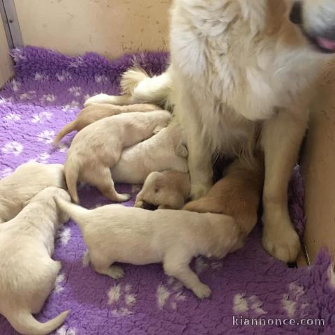 Magnifiques Chiots Golden Retriever Pure Race