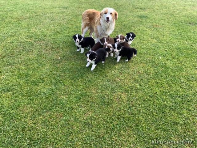 Magnifiques Chiots Border Collie Pure Race