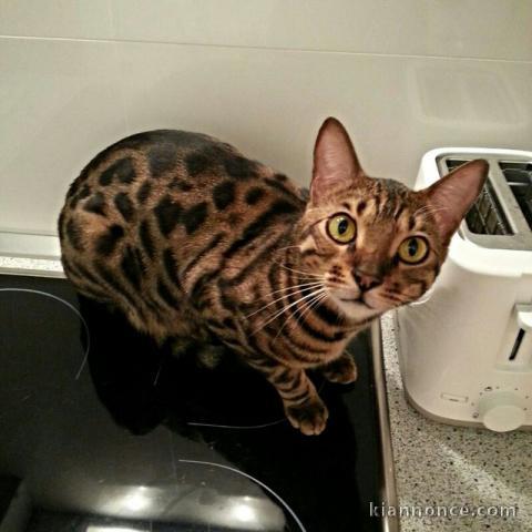 Chaton Bengal a Donner