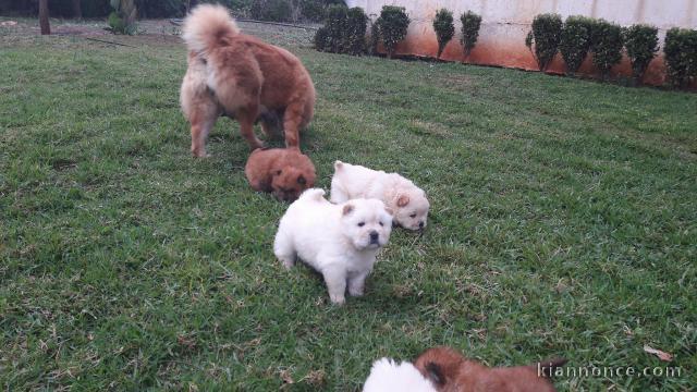 Magnifiques Chiots Chow Chow Pure Race