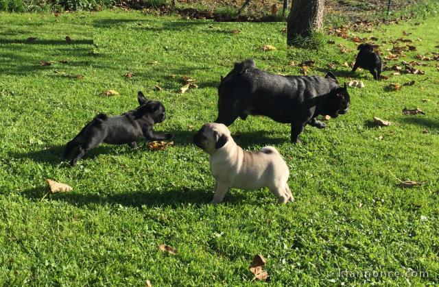  Magnifiques Chiots Carlin Pure Race