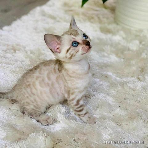 Chaton Bengal a Donner