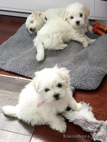 chiots bichon maltais A DONNER