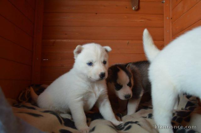 Adorable chiot husky de sibérie 