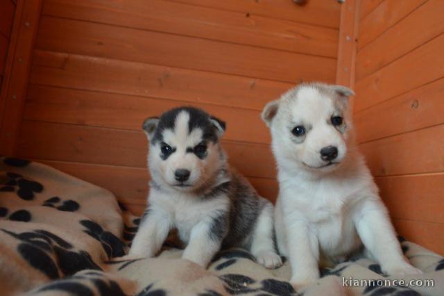 Adorable chiot husky de sibérie