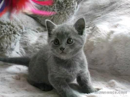 chaton chartreux adorable