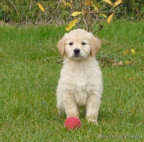 chiots golden retriever  a donner