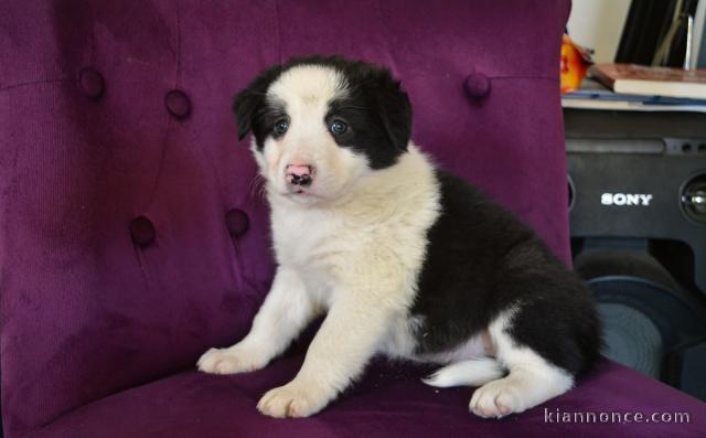 chiots Border collie a donner