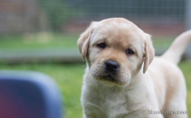 Chiots labradors  a donner