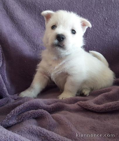 chiot Westie  a donner