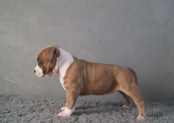 Chiots american staffordshire terrier a donner