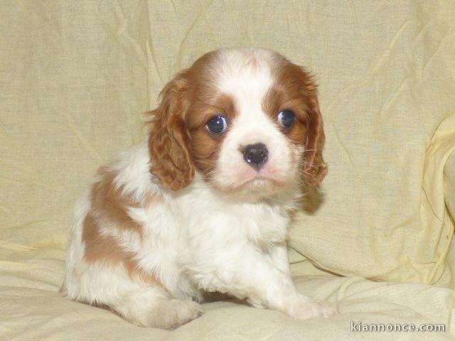 Chiots Cavaliers King Charles a donner