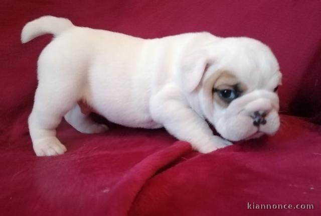 chiot bulldog anglais a donner