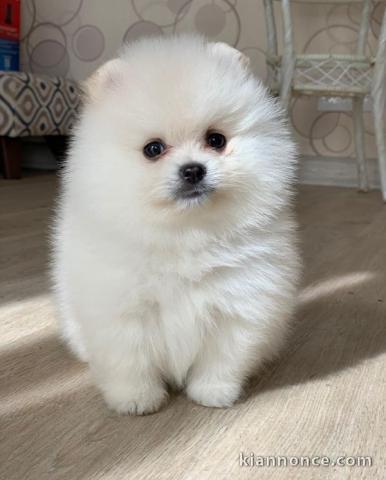 Adorable Spitz pomeranian  a donner