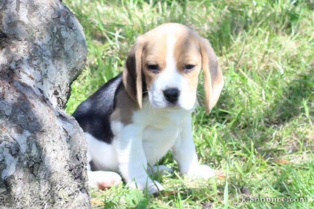 chiot Beagle  a donner