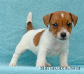 Chiot jack russell  a donner