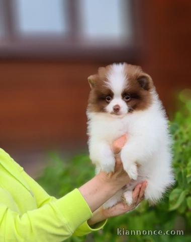 Adorable Spitz pomeranian  a donner