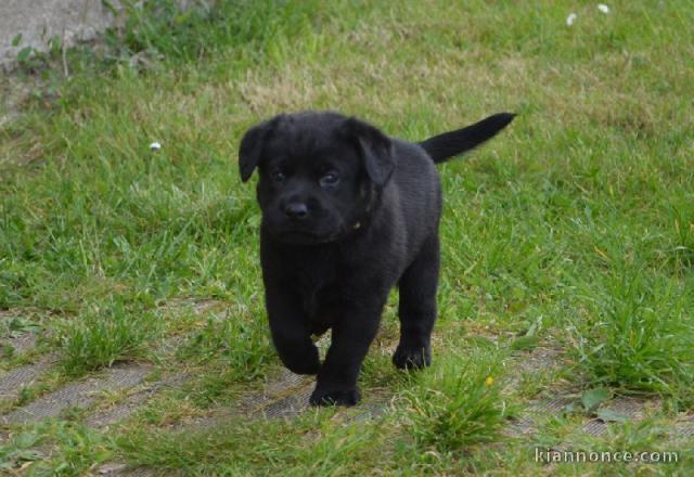 Chiots labradors  a donner