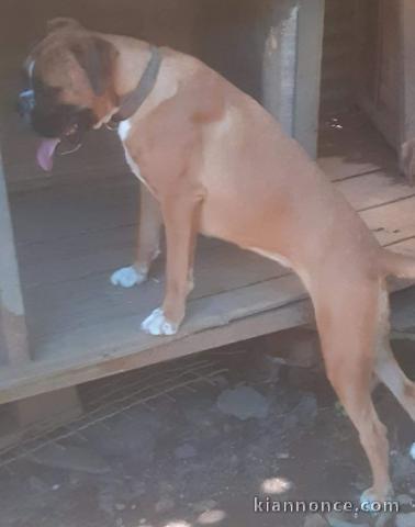 Adorable chiot Boxer femelle et mâle a donner