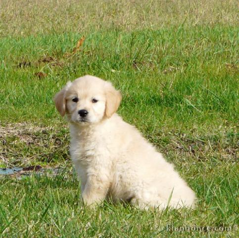 chiots golden retriever  a donner