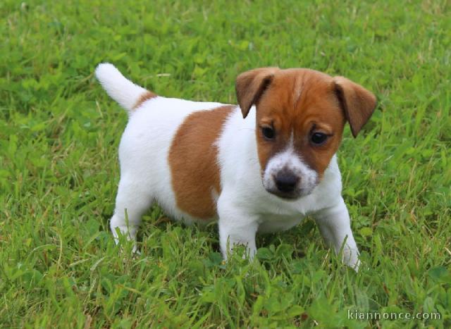 adorable Chiot jack russell  a donner