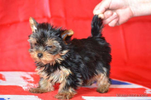 Don de magnifique chiot Yorkshire