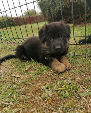 adorable chiots Berger allemand a donner