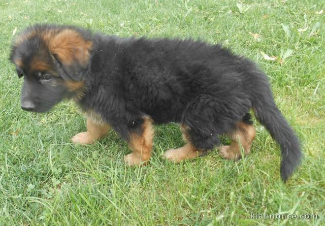 don de chiots Berger allemand