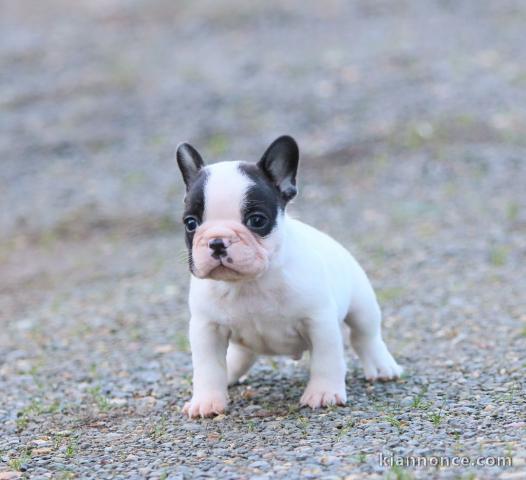 Chiot Bouledogue Français a donner