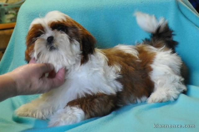 chiot Shih Tzu femelle et mâle a donner