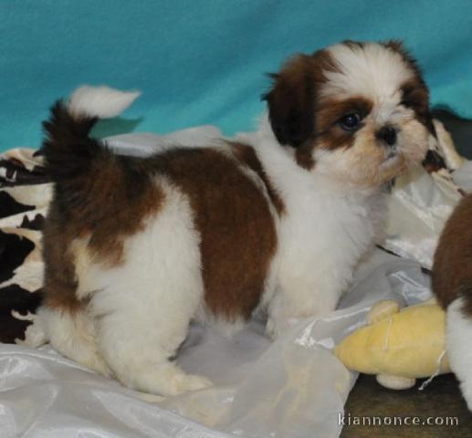 chiot Shih Tzu femelle et mâle lof a donner