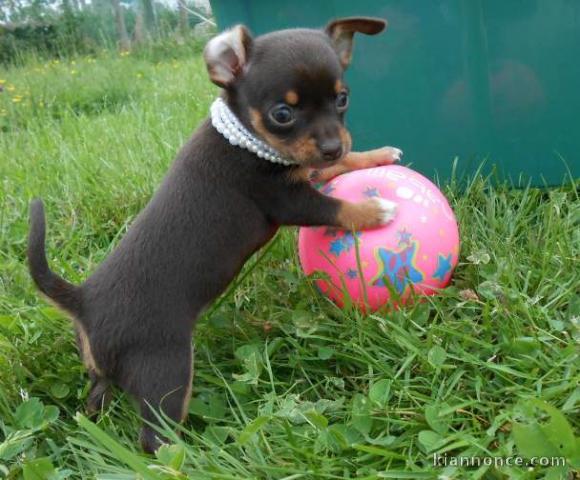 Chiot chihuahua  pedigré a donner