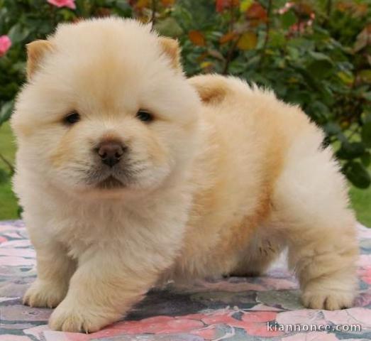 chiot chow chow pedigré a donner