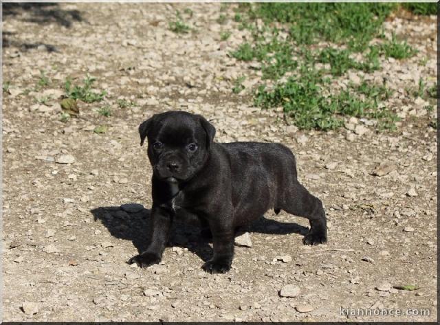 Chiots Staffordshire Bull Terrier pedigré a donner