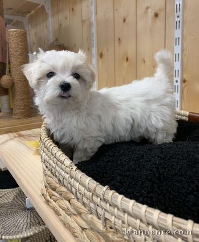 chiot Bichon Maltais pedigré a donner