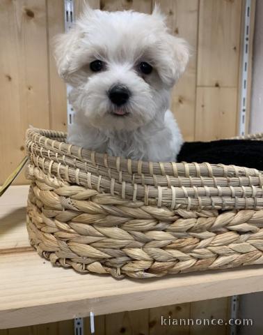 je fais don de chiot Bichon Maltais pedigré