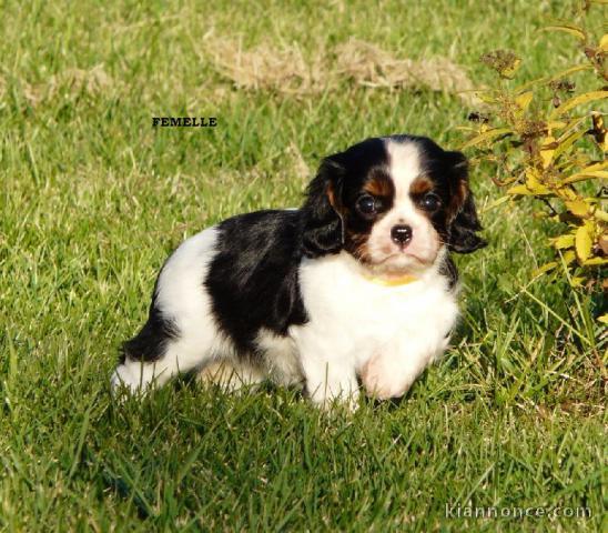 Chiots Cavaliers King Charles lof a donner