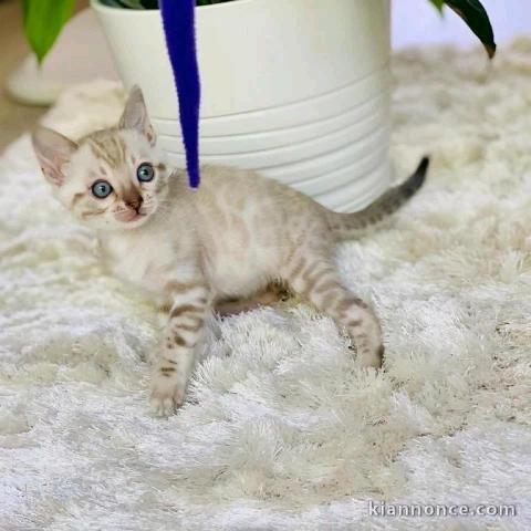 Chaton Bengal a Donner