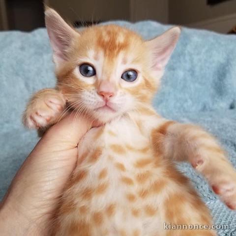 3 chatons Bengal a donné contre bon soins