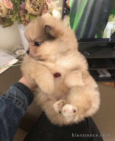 Adorables chiots spitz nain 