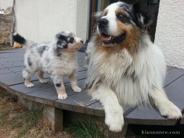 Chiots Berger Australiens a donner