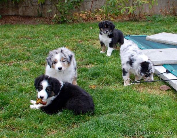 Chiots Berger Australiens a donner