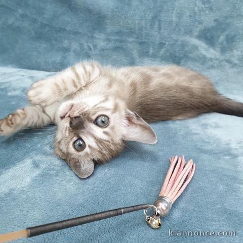 Chaton Bengal a Donner