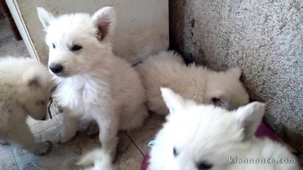 A donner Chiots berger blanc suisse