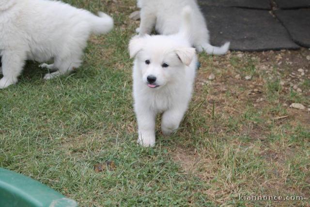 A donner Chiots berger blanc suisse