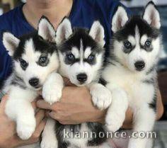 4 Chiots Husky de sibérien