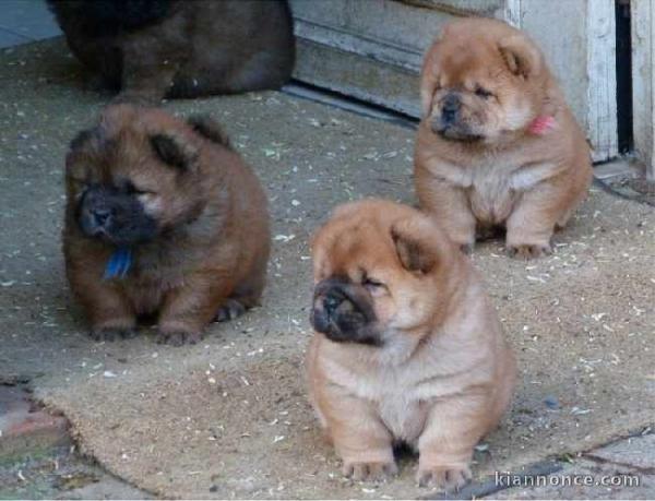 Adorables chiots chow chow LOF