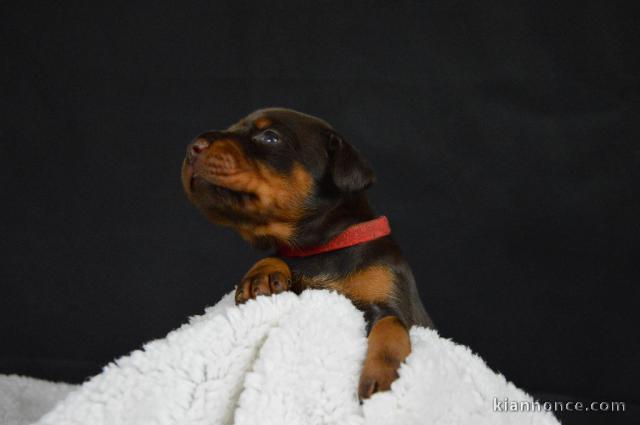 CHIOT DOBERMANN femelle non lof à donner