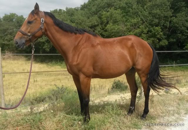 Jument Selle Français 10 ans à donner