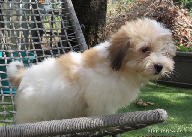 A donner chiot type coton de tuléar